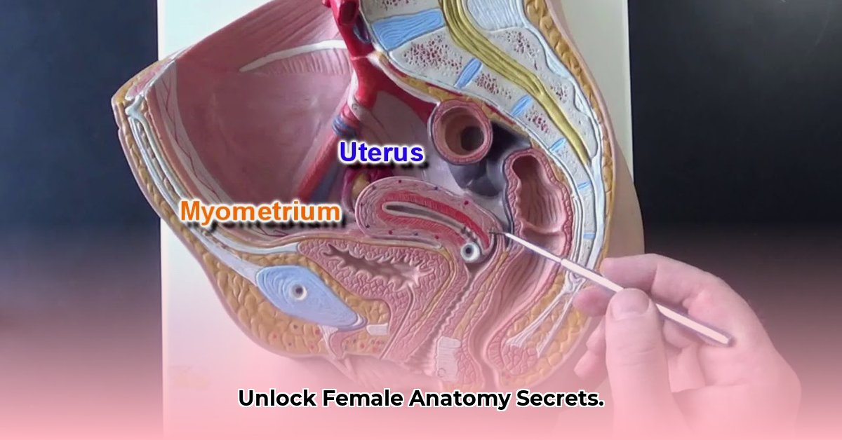 female-reproductive-system-anatomy-models